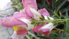 Antirrhinum majus