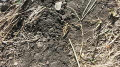 Melanoplus triangularis