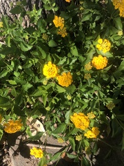 Lantana × hybrida