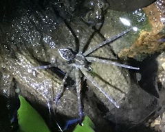 Dolomedes mizhoanus