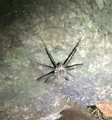 Dolomedes mizhoanus
