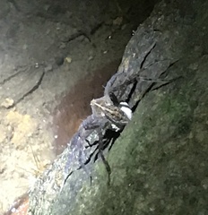 Dolomedes mizhoanus