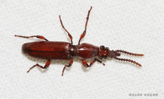 Amorphocephala coronata