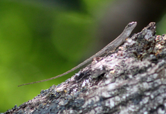 Anolis wellbornae