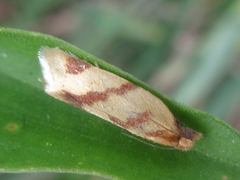 Clepsis pallidana