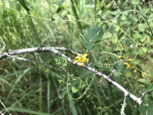 Rhynchosia minima iNat (2)