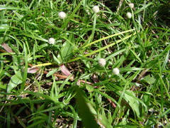 Cyperus sesquiflorus sesquiflorus