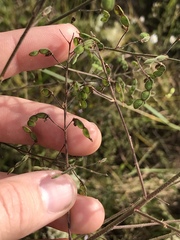 Desmodium obtusum