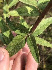 Desmodium obtusum