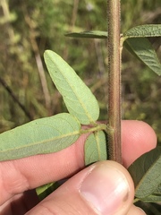 Desmodium obtusum