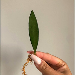 Hoya wayetii
