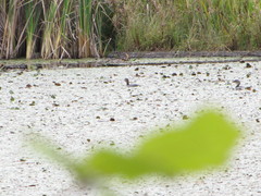 Podilymbus podiceps