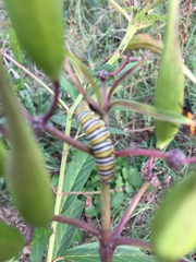 Danaus plexippus