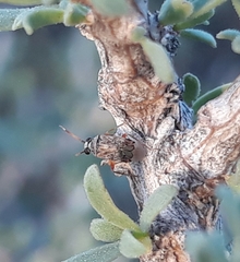 Eurystylus bellevoyei