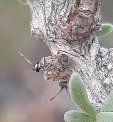 Eurystylus bellevoyei