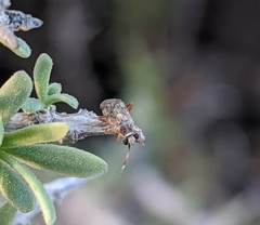 Eurystylus bellevoyei