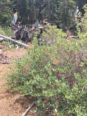 Ceanothus velutinus velutinus