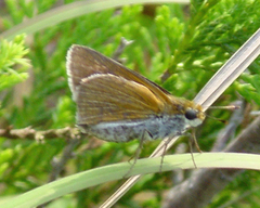 Euphyes bimacula