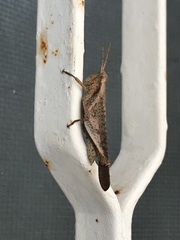 Omalotettix obliquus