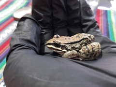 Leptodactylus mystacinus