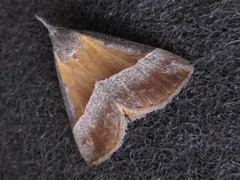 Hypena claripennis