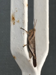 Omalotettix obliquus