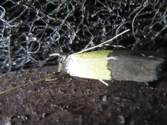 Opogona nipponica