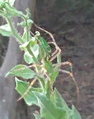 Peucetia
