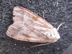 Diarsia canescens