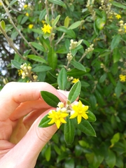 Corokia macrocarpa