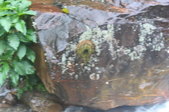 Cinclus leucocephalus