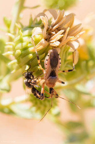 Rhynocoris ventralis