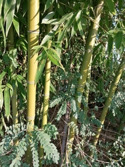 Phyllostachys bambusoides