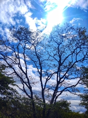 Conzattia multiflora