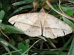Eulepidotinae