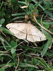 Eulepidotinae