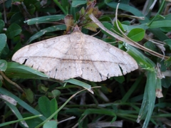 Eulepidotinae