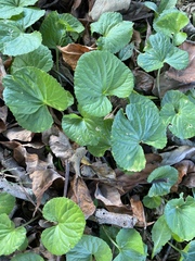 Magnoliopsida