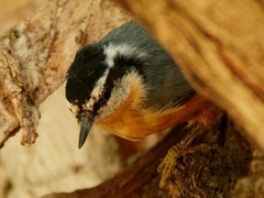 Sitta canadensis
