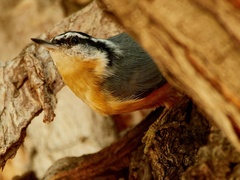 Sitta canadensis