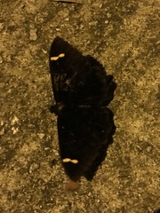 Erebus hieroglyphica