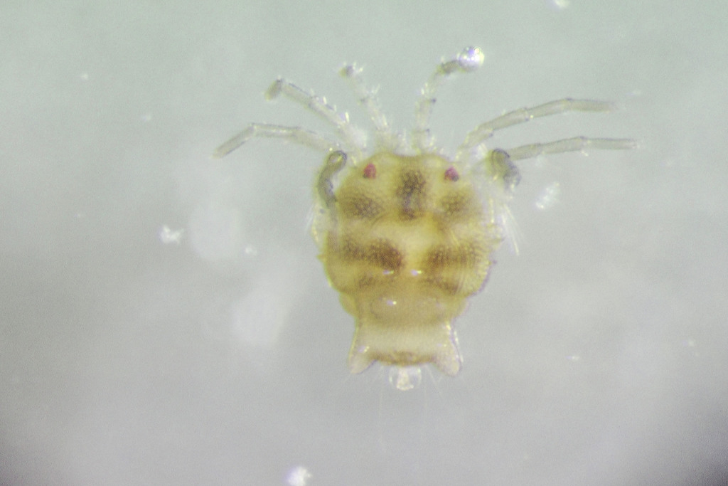 Arrenurus americanus