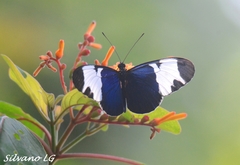 Heliconius sapho leuce