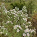 Symphyotrichum praealtum angustior - Photo (c) Bonnie Semmling, some rights reserved (CC BY), uploaded by Bonnie Semmling