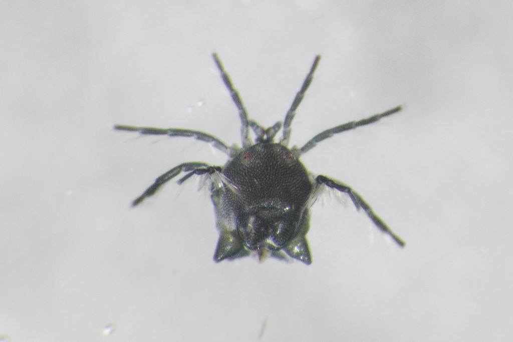 Arrenurus laticaudatus