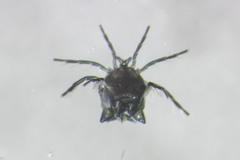 Arrenurus laticaudatus