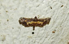 Eurrhyparodes lygdamis