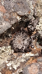 Lasallia pustulata