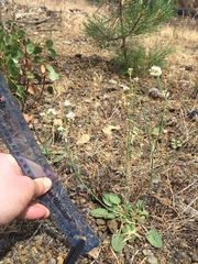 Eriogonum nudum nudum