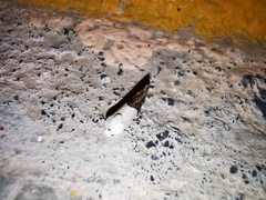 Ponometia elegantula